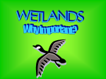 Wetlands: Why Important? PPT