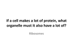 If a cell makes a lot of protein, what organelle must it also have a lot