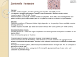 Bartonella henselae