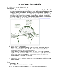 Nervous System Bookwork—KEY