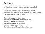 Bellringer: All directional terms are relative to proper anatomical