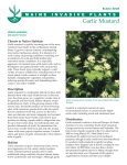 Garlic Mustard - New York Invasive Species Information