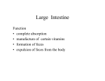 Large Intestine