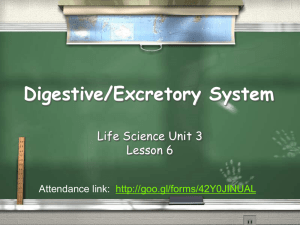PowerPoint Presentation - Digestive/Excretory System