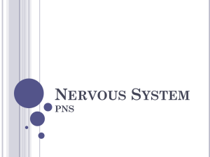 Nervous System PNS Notes