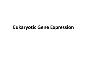 Eukaryotic Gene Expression ppt