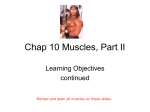 Chap 10 Muscles, Part II