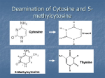 Deamination of Cytosine and 5