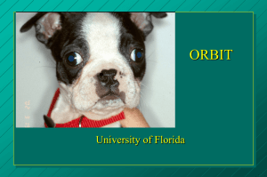 University of Florida Small Animal Hospital