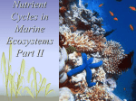 Nutrient Cycles in Marine Ecosystems