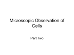 Microscopic Observation of Cells