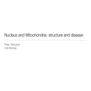 Nucleus and Mitochondria: structure and disease