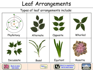 Leaf Arrangements