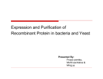 Expression and Purification of Recombinant Protein in bacteria and