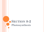 Section 8-2 - Overview of Photosynthesis Notes