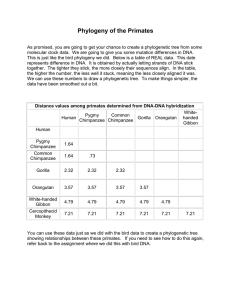 Phylogeny of the Primates