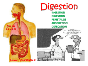 Digestion - greinerudsd