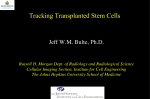 Tracking Transplanted Stem Cells
