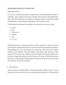 Sliding_filament_theory_1