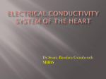 Electrical Conductivity System of the Heart