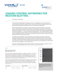 loading control antibodies for western blotting