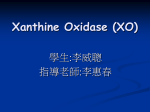 Xanthine Oxidase (XO)