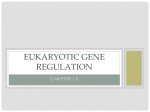 Eukaryotic Gene Regulation