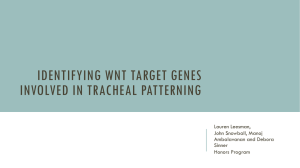 Identifying Wnt Target Genes Involved in Tracheal Patterning