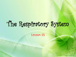 The Respiratory System - Teacher Prian`s Corner