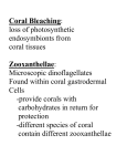Coral Bleaching Presentation