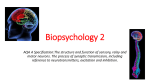 biopsychology-2-synaptic-transmission