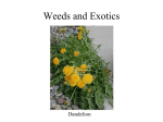 Weeds and Exotic Species - Powerpoint for May 16.