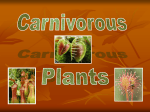 Carnivorous Plants - Primary Grades Class Page