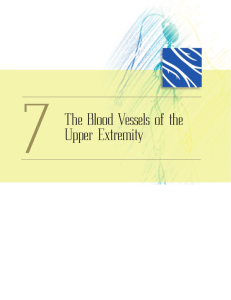 The Blood Vessels of the Upper Extremity