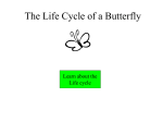 PowerPoint Presentation - The Life Cycle of a Butterfly
