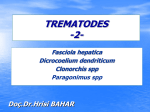 TREMATODES- 2-,3005.pps706 KB