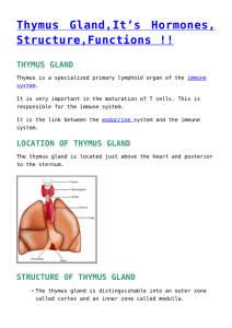 thymus gland - Biology Notes Help