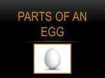 Parts of an Egg PowerPoint - Utah Agriculture in the Classroom