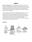 Xylem and phloem make up the big transportation system of