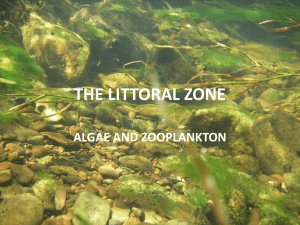 THE LITTORAL ZONE