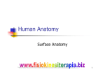 Human Anatomy - Fisiokinesiterapia