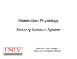 Mammalian Physiology Sensory Nervous System