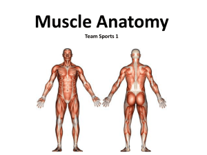 Muscle Anatomy Team Sports 1