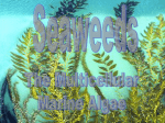 Seaweeds - Biology Junction