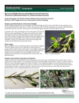 Boxwood blight disease identified in North America