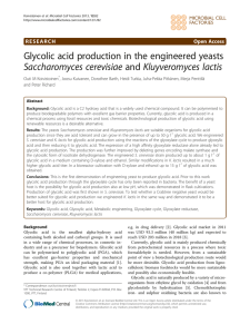 Glycolic acid production in the engineered yeasts Saccharomyces