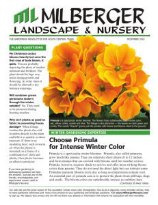 Choose Primula for Intense Winter Color