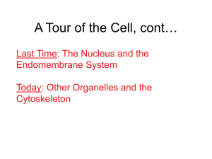 Lecture 7: Intro to the cell, cont