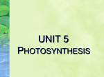 Unit 4 Photosynthesis