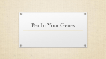 Pea In Your Genes